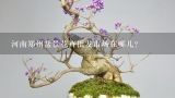 河南郑州盆景花卉批发市场在哪儿？福建的盆景花卉批发市场有哪些？