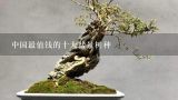 中国最值钱的十大盆景树种,什么盆景最值钱？