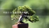 中国十大盆景品种有哪些,中国最值钱的十大盆景树种