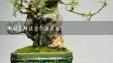 中国花卉盆景作者是谁？中国盆景艺术鉴赏过程（）、（）、（）。