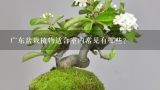 广东盆栽植物适合室内常见有哪些？有谁知道适合做盆景的木本植物有哪些