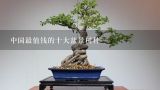 中国最值钱的十大盆景树种,盆景之王是什么树，十大盆景名贵树种排名
