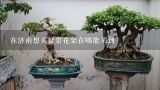 在济南想买盆景花架在哪能买到,盆栽飘香藤怎么搭花架