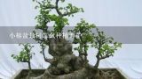 小榕盆景树怎么种植养护,种植一年台湾榕树苗，盆景树值多少钱一棵?跪求高人指