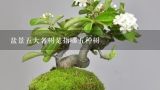 盆景五大名树是指哪五种树,中国四大盆景是什么在什么地方
