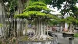 盆景树种大全,中国最值钱的十大盆景树种
