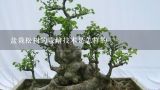 盆栽松树的栽培技术是怎样的,日本罗汉松怎么养