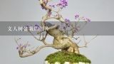 文人树盆栽的图片,盆景中的文人树，含义是什么？