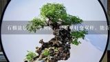石榴盆景，三年树桩，想要单杆变双杆，能否取本树上的枝条在根部嫁接？