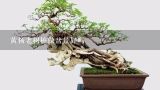 黄杨老树桩做盆景好吗,刚买的巨峰葡萄老树桩盆栽后要浇水吗？