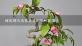 蚌埠哪有卖放盆景的那种花架子,盆栽蔷薇花怎样搭架子