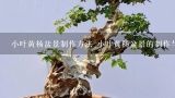 小叶黄杨盆景制作方法 小叶黄杨盆景的制作与养护方