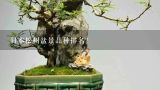 日本松树盆景品种排名？十大盆景名贵树种排名