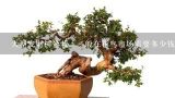大型发财树盆栽，一般在花鸟市场需要多少钱？福州花鸟市场 有没卷柏盆栽 价格 大致位置
