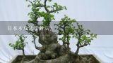 日本木瓜盆景养法？日本花梨盆景要几年才能开花