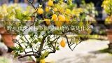 野生珍珠黄杨下山桩栽培方法是什么？哪位盆友收购黄杨盆景和黄杨下山桩？