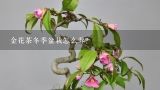 金花茶冬季盆栽怎么养？如何制作金花茶盆景