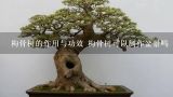 枸骨树的作用与功效 枸骨树可以制作盆景吗,枸骨树盆景如何制作和养护？枸骨树盆景如何制？