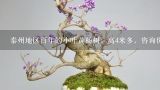 泰州地区百年的小叶黄杨树，高4米多，咨询价钱,小叶黄杨木为什么价格那么高？