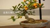 盆栽石榴的技术,北京哪里有卖月季石榴盆景的阿，大概多少钱一株，要那种养在室内的，长不大的小棵，送给重要的老师的，我