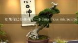 如果你已经拥有了一个Uma Ficus microcarpa盆栽植物，你需要知道什么来保持它的健康状态呢？