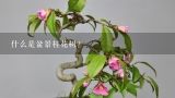什么是盆景桂花树？