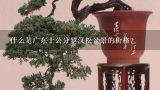 什么是广东十公分罗汉松盆景的价格？