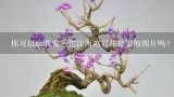 你可以给我发一张江西鸡冠花盆景的图片吗？
