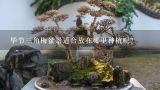 毕节三角梅盆景适合放在哪里种植呢？