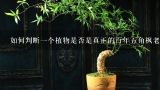如何判断一个植物是否是真正的百年五角枫老桩盆景？