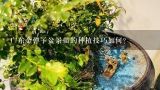 广东金弹子盆景苗的种植技巧如何?