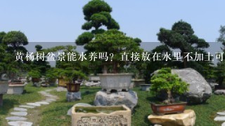 黄杨树盆景能水养吗？直接放在水里不加土可以吗？