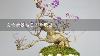 文竹盆景精美图片欣赏