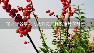 东北3省最大的盆景花卉批发市场在哪？