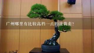 广州哪里有比较高档1点的盆栽卖？