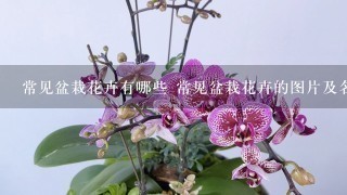 常见盆栽花卉有哪些 常见盆栽花卉的图片及名称介绍