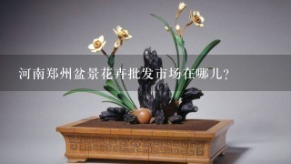 河南郑州盆景花卉批发市场在哪儿？