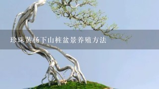 珍珠黄杨下山桩盆景养殖方法