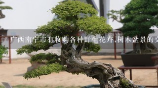 广西南宁市有收购各种野生花卉,树木盆景的交易市场吗？