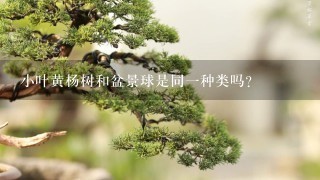 小叶黄杨树和盆景球是同1种类吗？