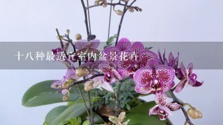 十8种最适宜室内盆景花卉