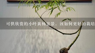 可供欣赏的小叶黄杨盆景，该如何更好的栽培呢？