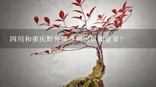 4川和重庆野外哪些树可以做盆景？