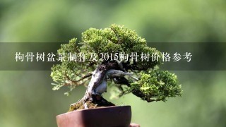 枸骨树盆景制作及2015枸骨树价格参考