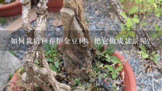 如何栽培和养护金豆树，把它做成盆景呢？