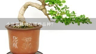 小盆栽植物有哪些品种？