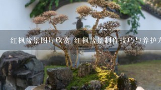 红枫盆景图片欣赏 红枫盆景制作技巧与养护方法
