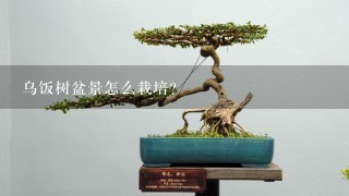 乌饭树盆景怎么栽培？