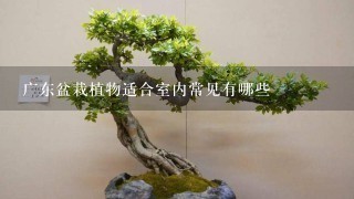广东盆栽植物适合室内常见有哪些