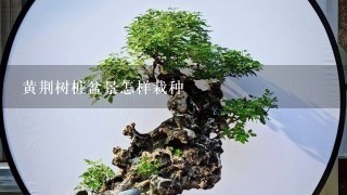 黄荆树桩盆景怎样栽种